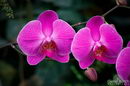 phalaenopsis Orchid
